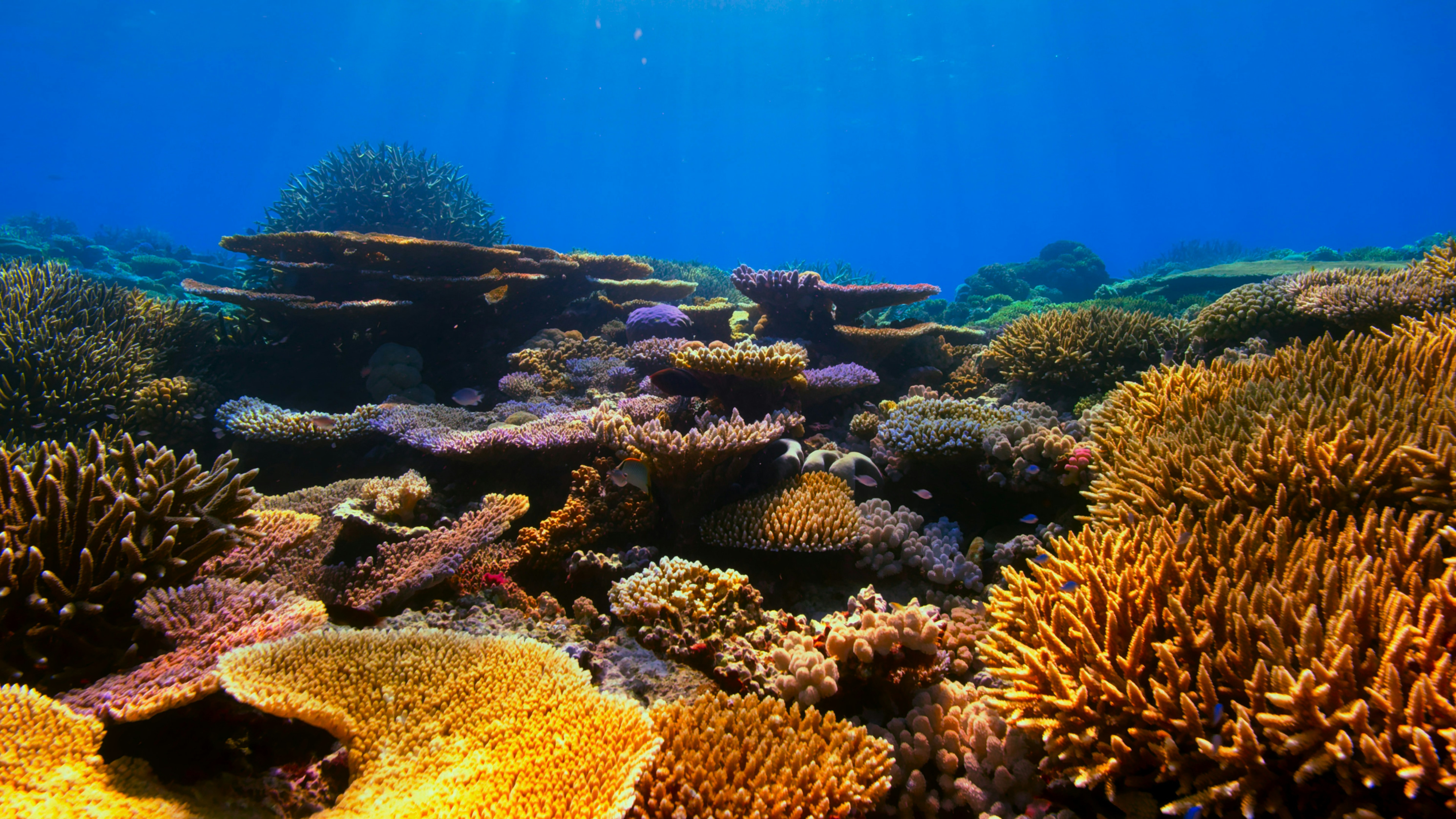 Presence of Vulnerable Marine Ecosystems Heatmap